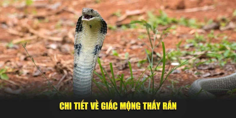 Chi tiết về giấc mộng thấy rắn