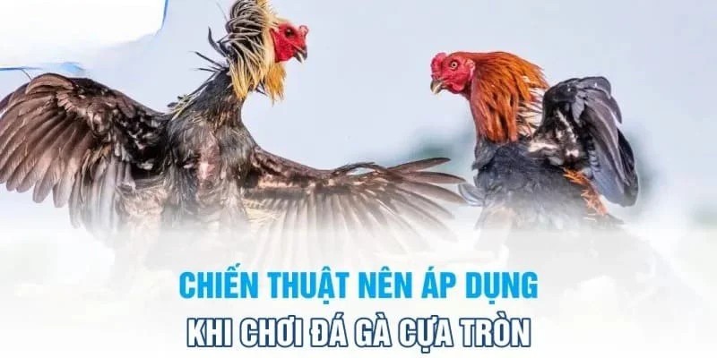 Tham khảo thêm nhiều kinh nghiệm đá gà cựa tròn