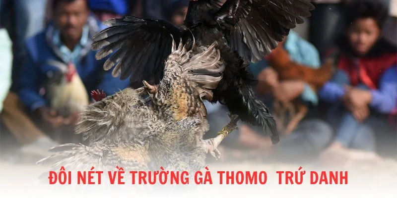 Trường gà Thomo trứ danh