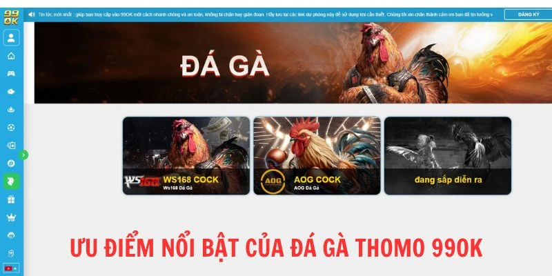 Sảnh đá gà Thomo tại 99OK được vạn người mê